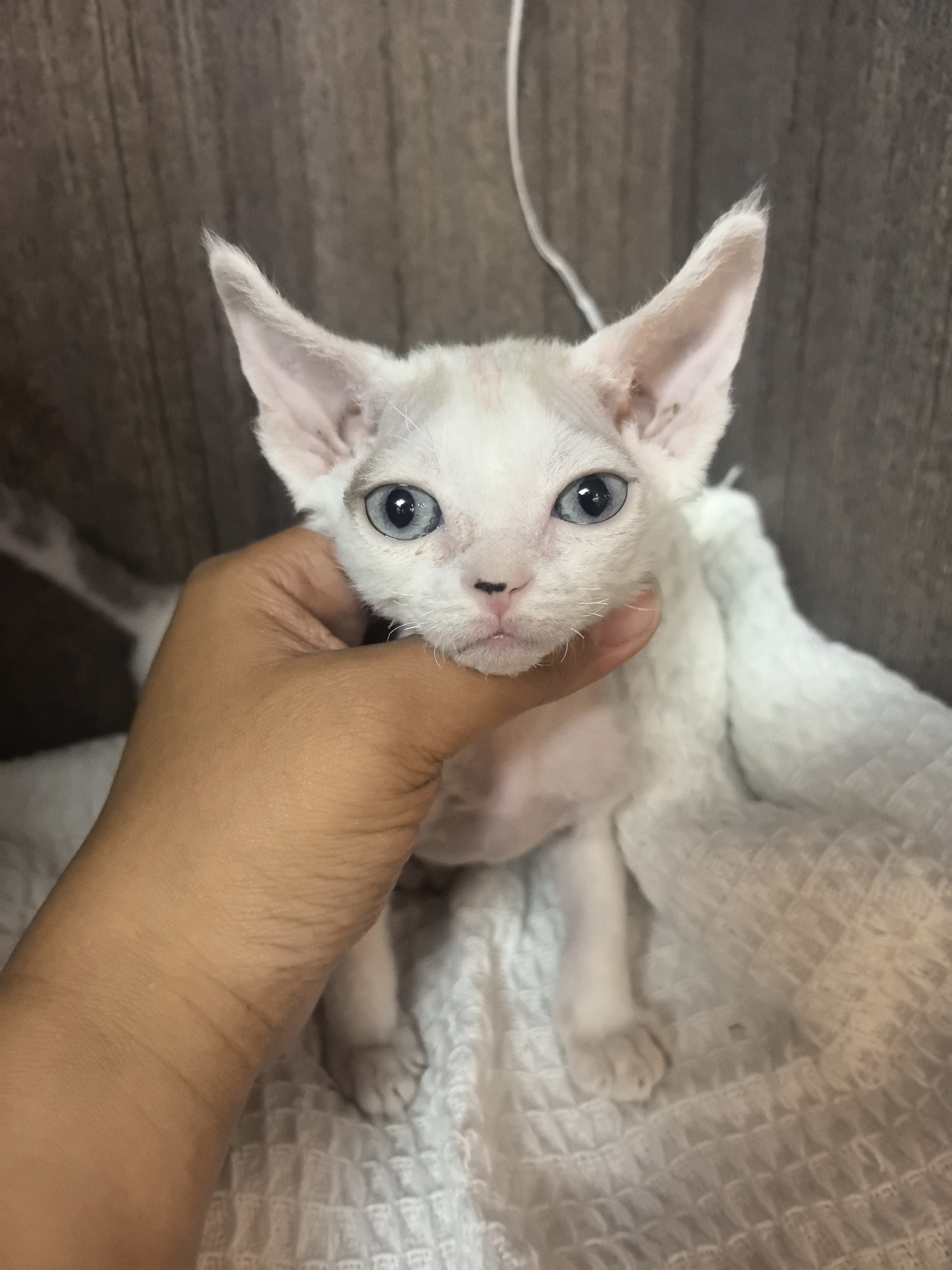 德文卷毛猫 蓝眼睛 稀有淡化咖白樊 妹妹999